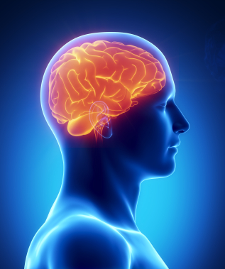 Exercise and the brain | Hillcliff Personal Training North London - Barnet